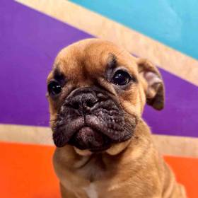 Victorian Bulldog