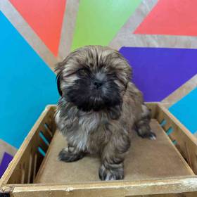 Shih Tzu
