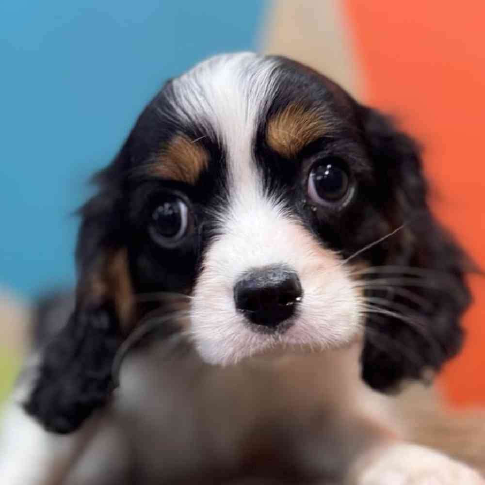 Male Cavalier King Charles Spaniel Puppy for Sale in Rogers, AR