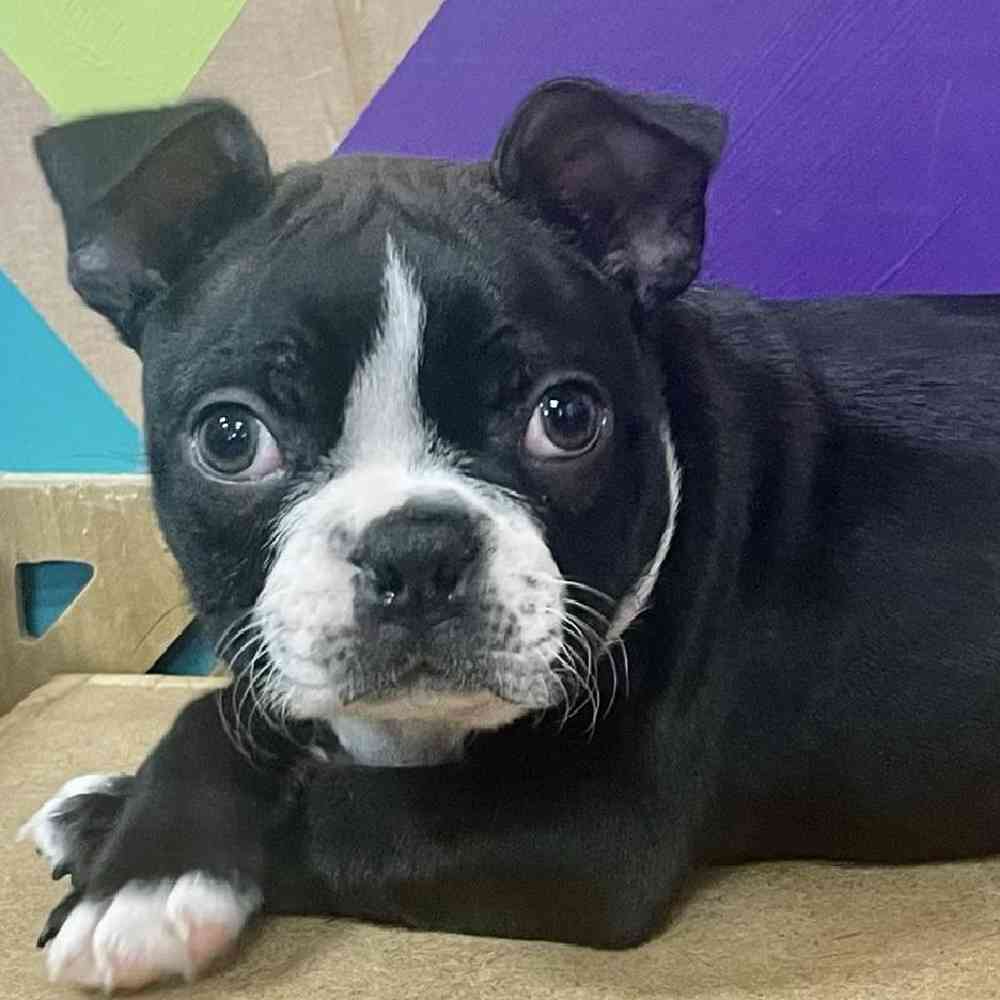 Male Boston Terrier Puppy for Sale in Joplin, MO
