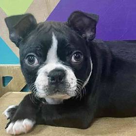 Boston Terrier