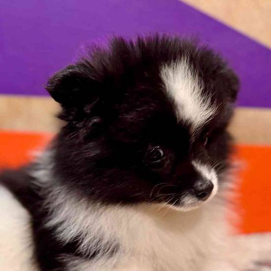 Domino