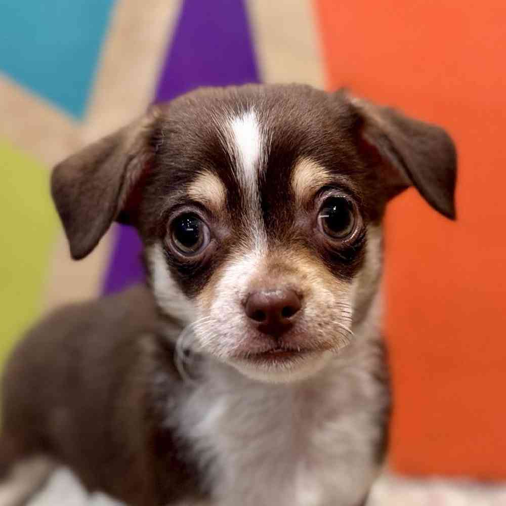 Male Chihuahua Puppy for Sale in Rogers, AR