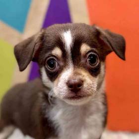 Chihuahua