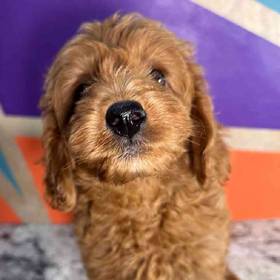 Mini Goldendoodle