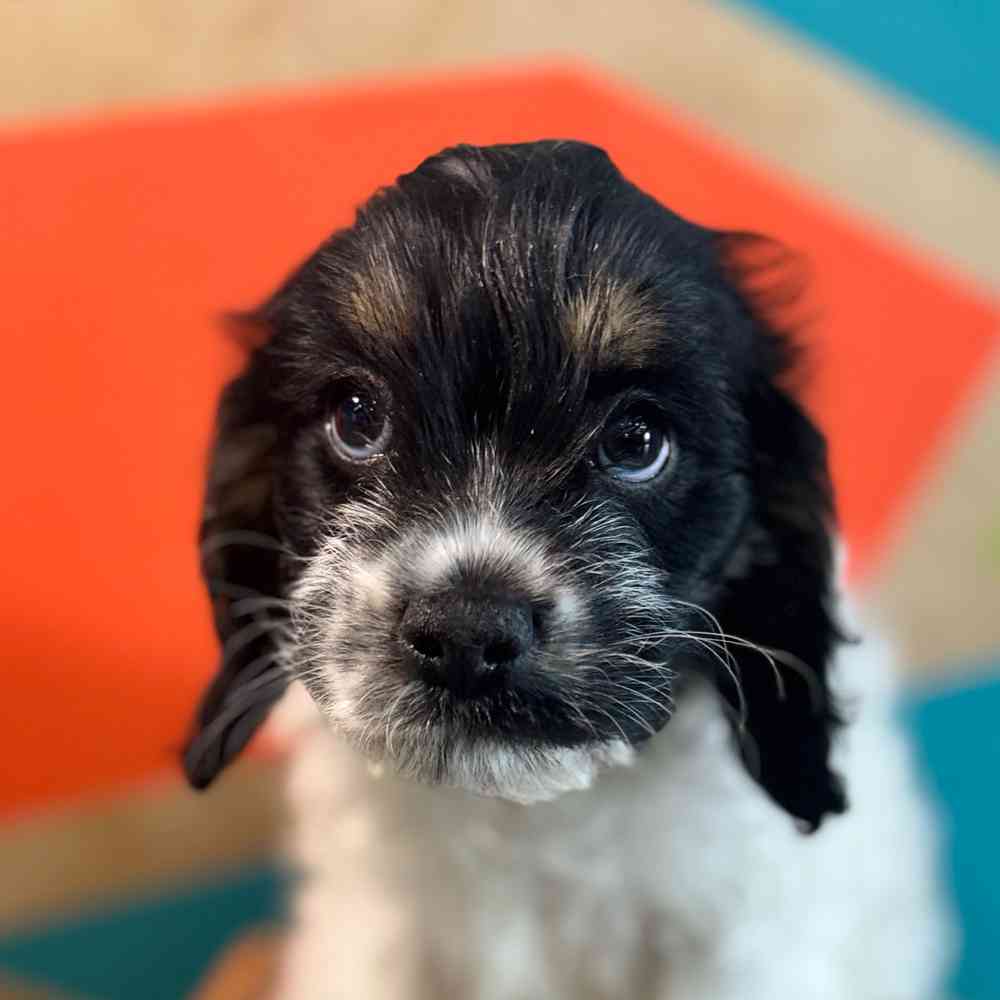 Image of a pet breed in the gallery