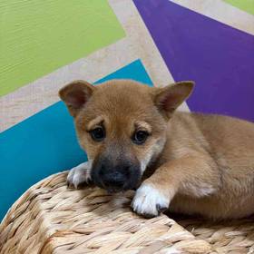 Shiba Inu