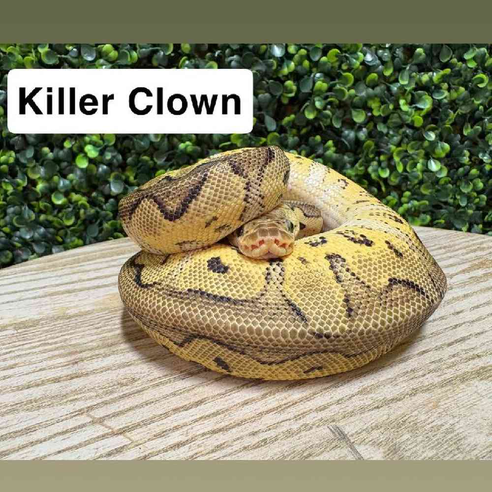 Male Ball Python Reptile for Sale in Joplin, MO