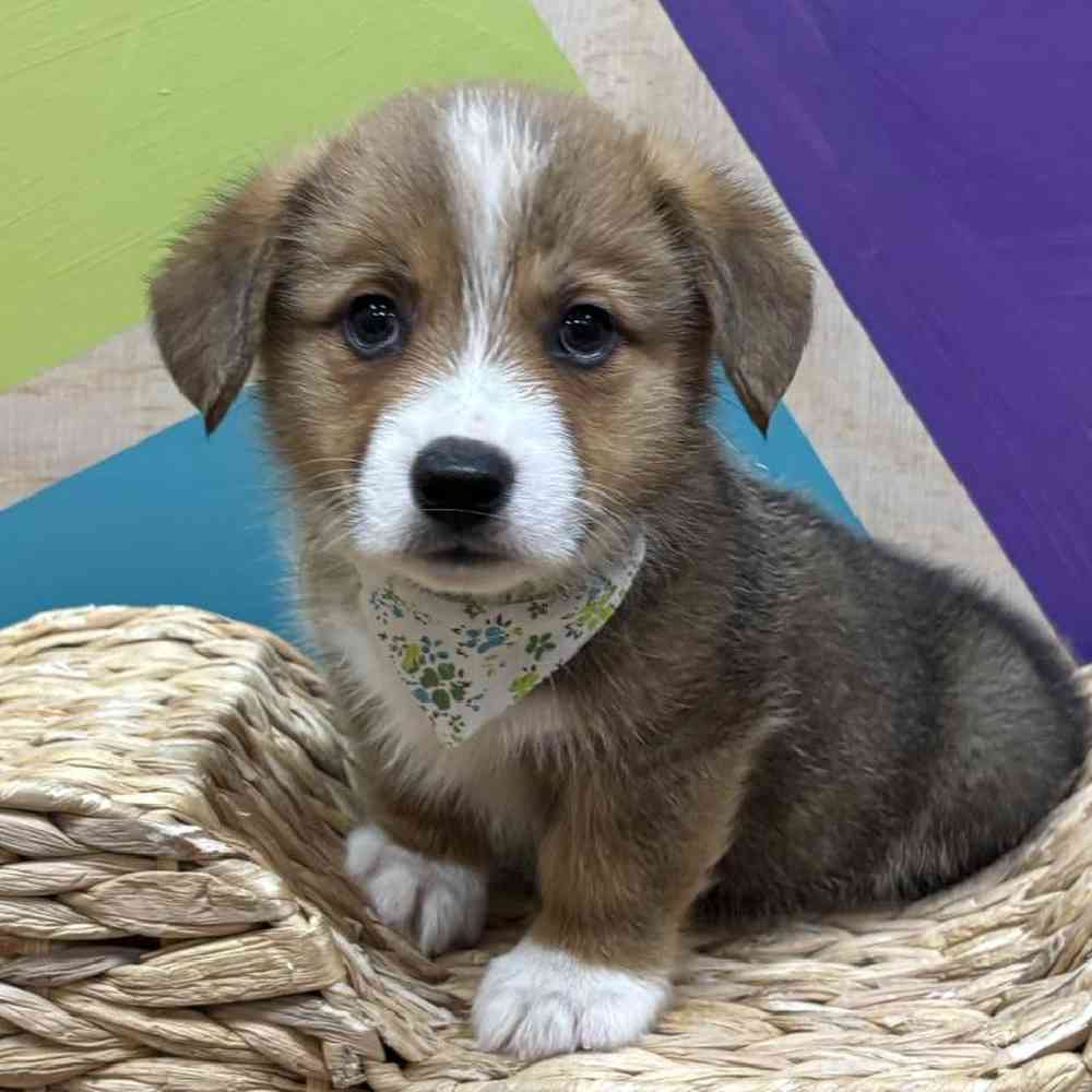 carousel pet images
