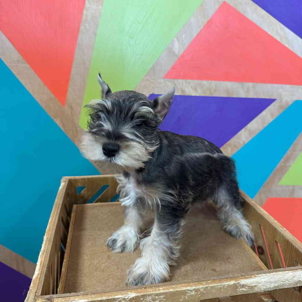 carousel pet images