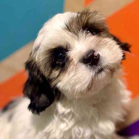 Shih Tzu