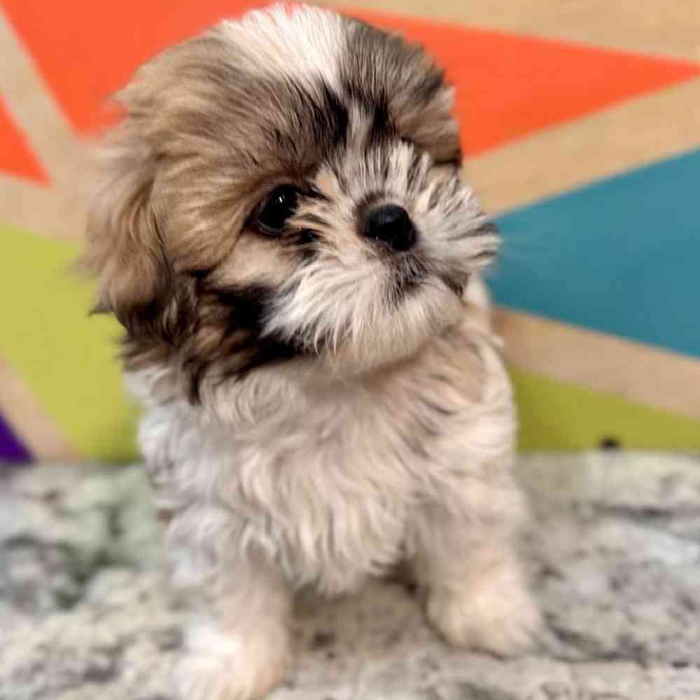 carousel pet images