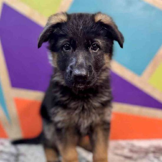 Georgie