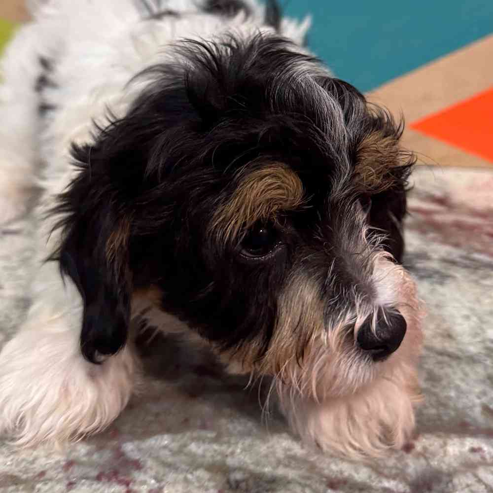 carousel pet images