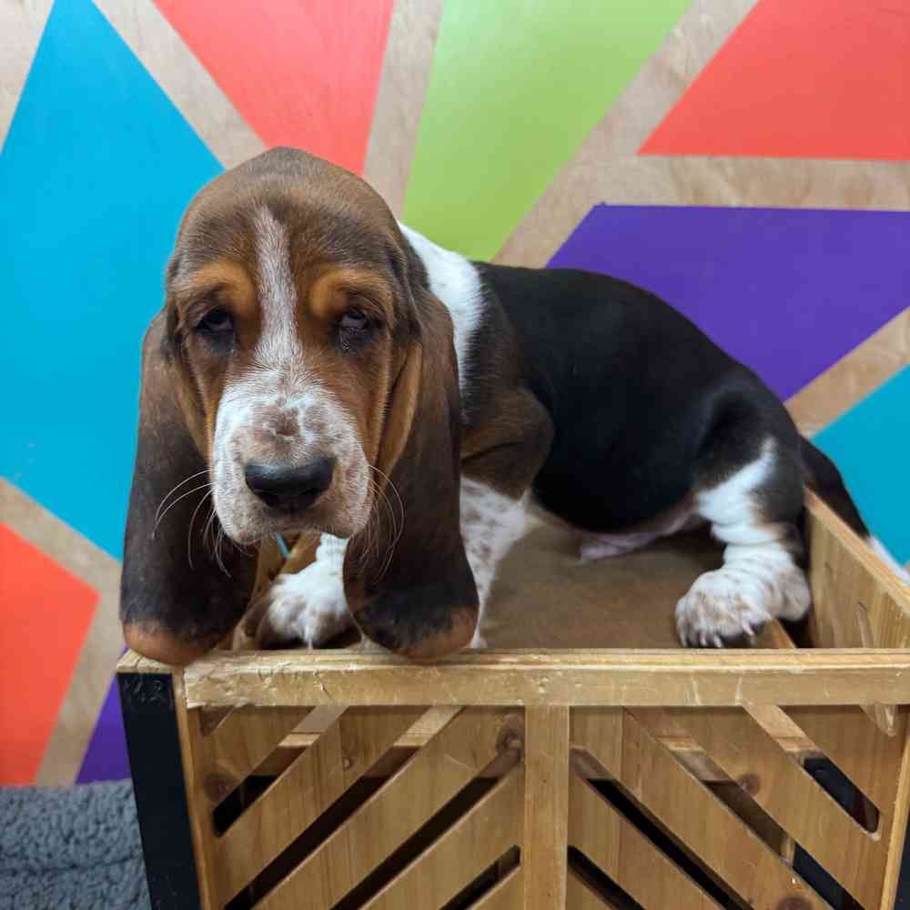 carousel pet images
