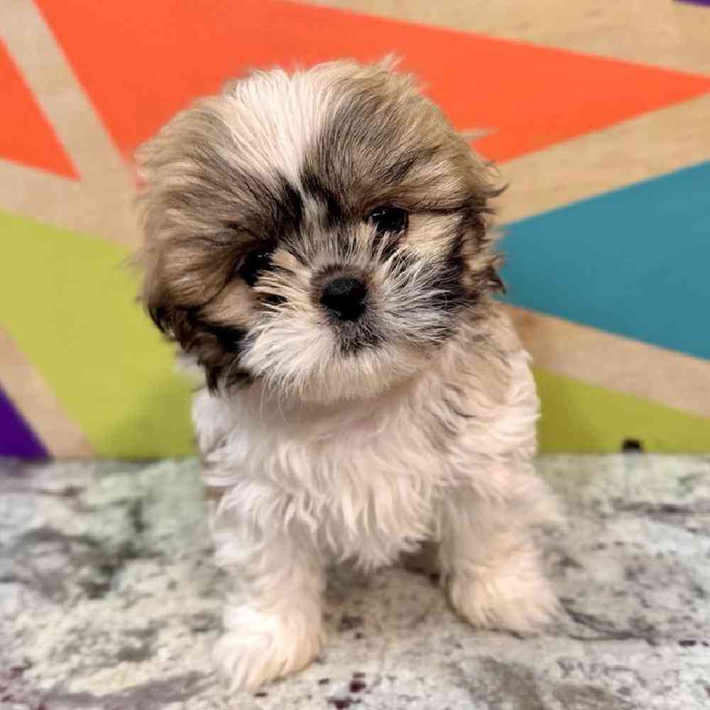 carousel pet images