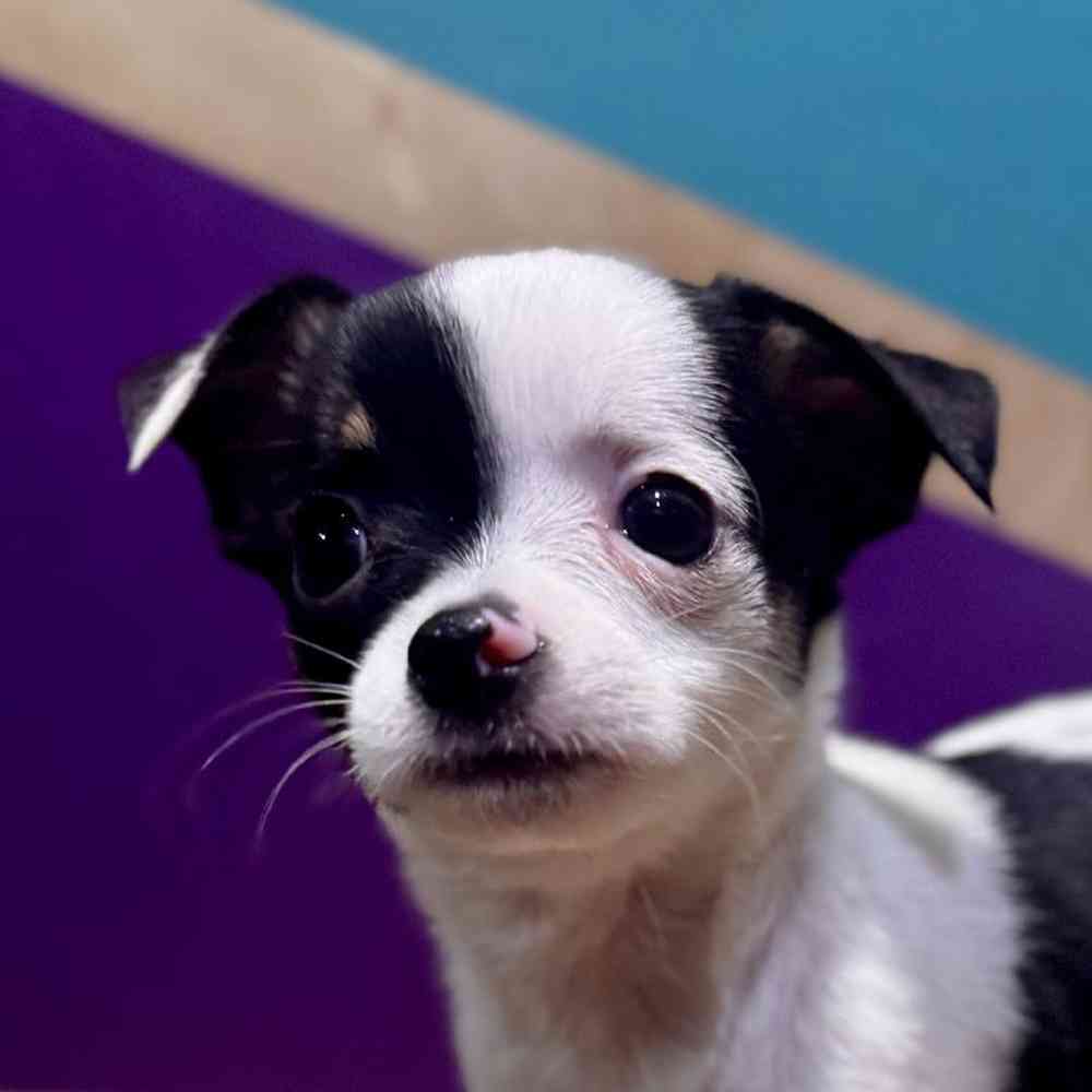 Male Chihuahua Puppy for Sale in Fayetteville, AR