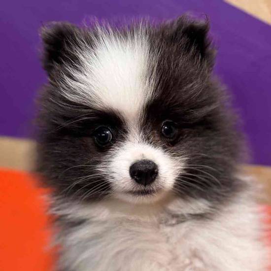 Peanut