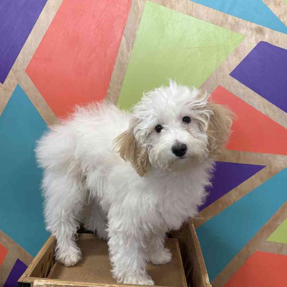 carousel pet images