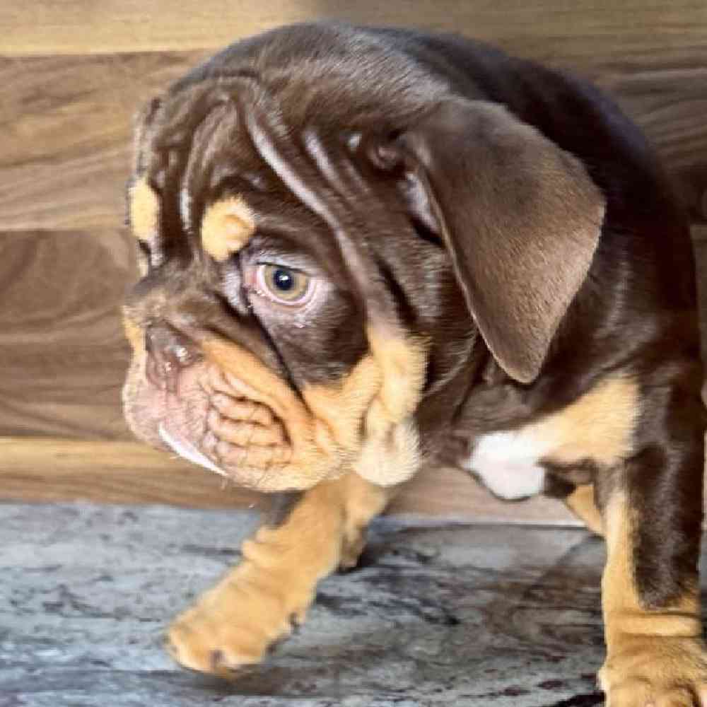 carousel pet images