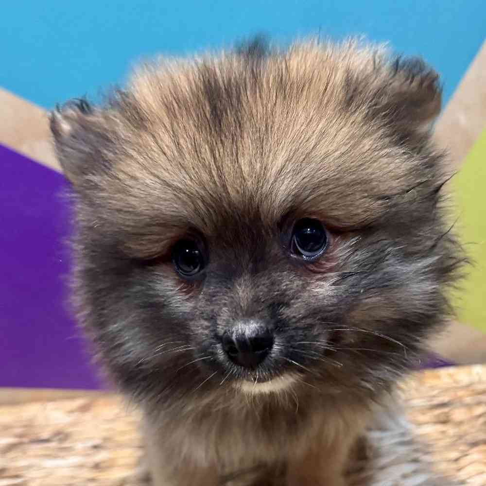 Male Pomeranian Puppy for Sale in Fayetteville, AR