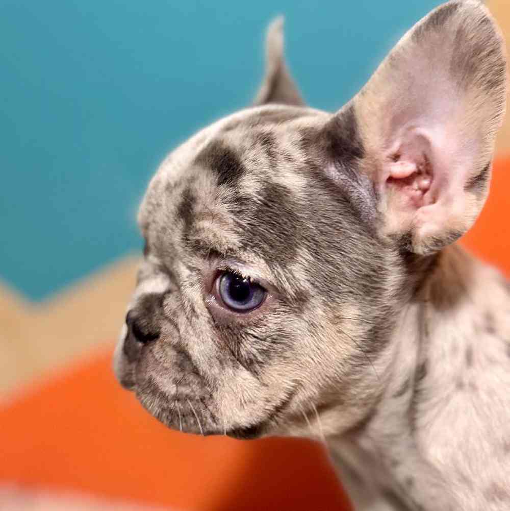Male French Bulldog Puppy for Sale in Rogers, AR