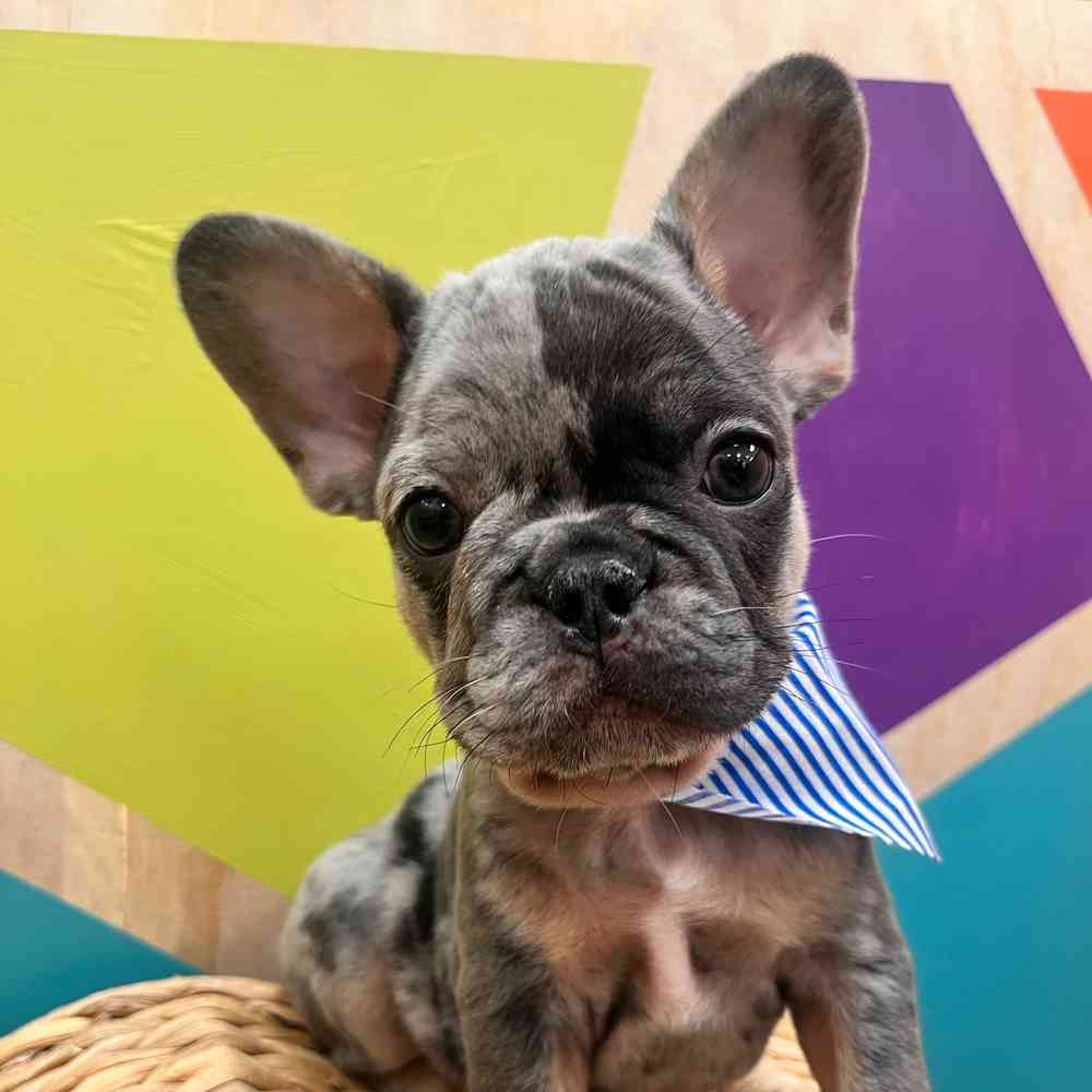 carousel pet images