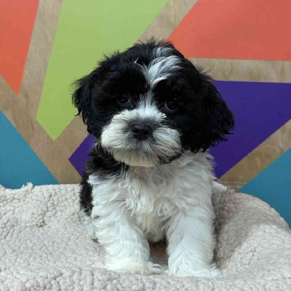 Male Teddy Bear Puppy for Sale in Joplin, MO