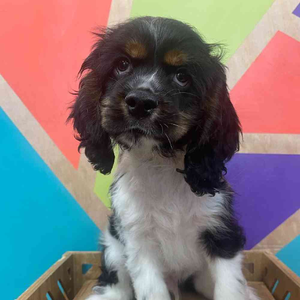 Male Cocker Spaniel Puppy for Sale in Joplin, MO