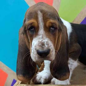 Basset Hound