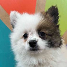 Miniature American Shepherd