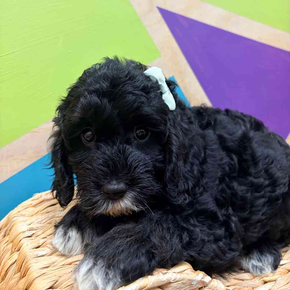 carousel pet images