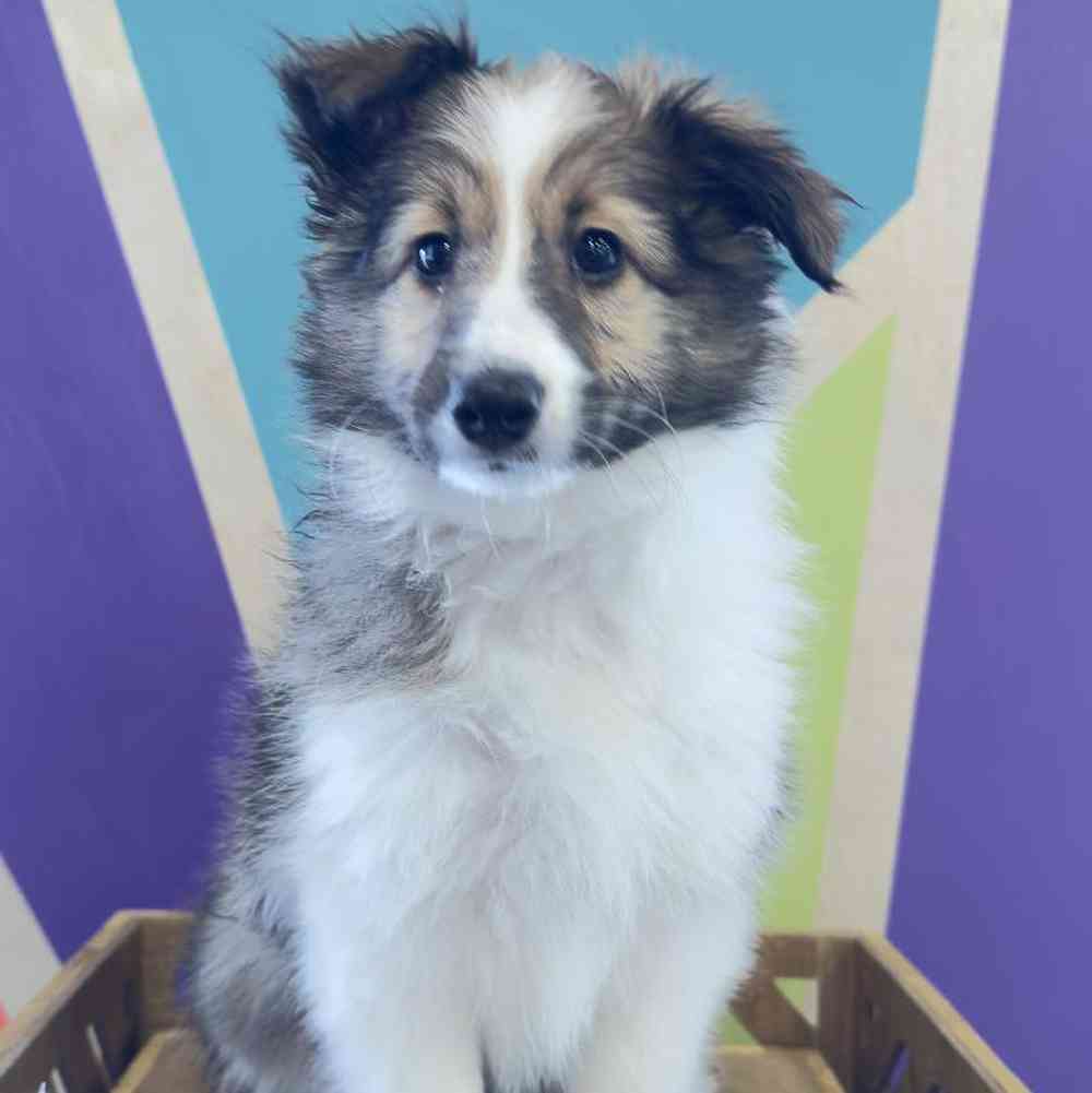 Image of a pet breed in the gallery