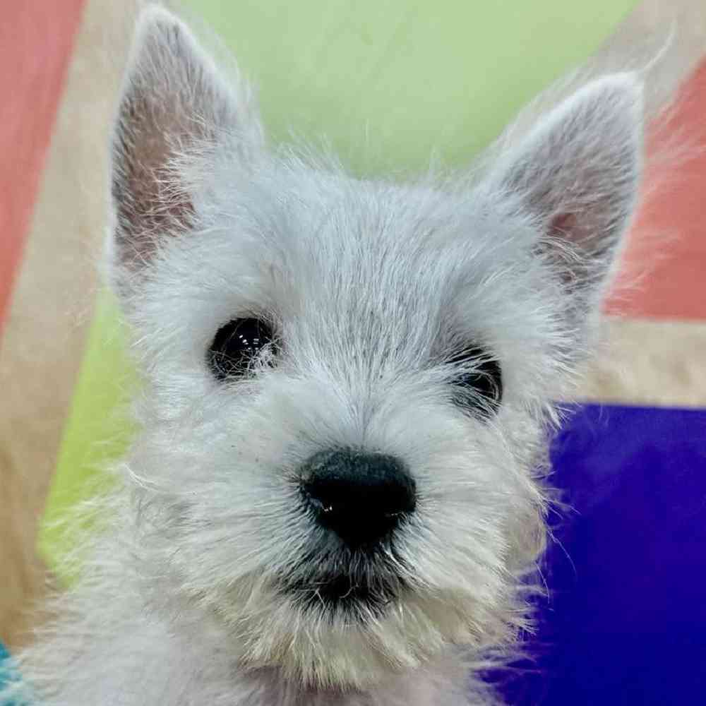 Female West Highland White Terrier Puppy for Sale in Joplin, MO