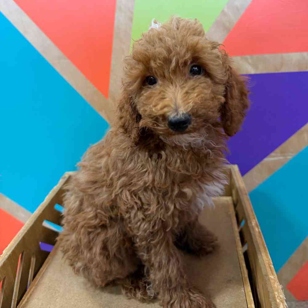 carousel pet images