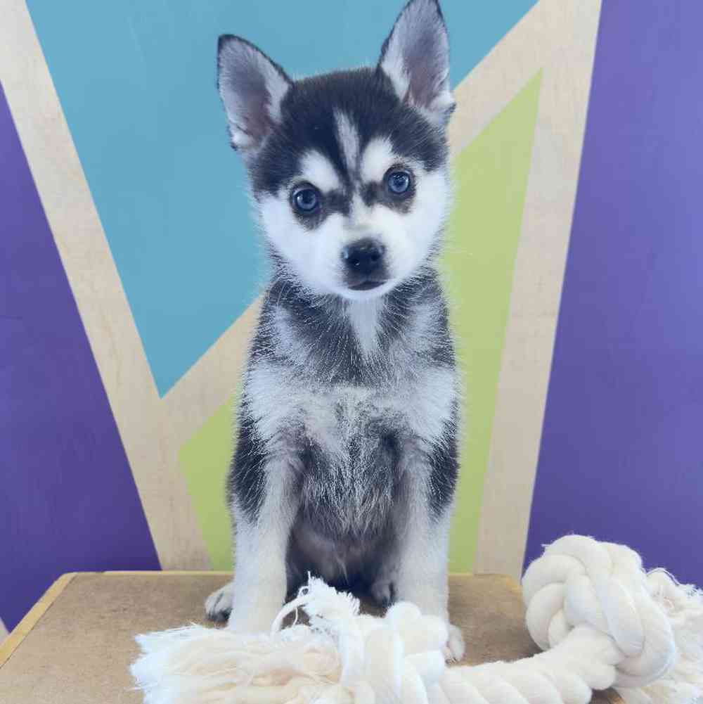 Male Alaskan Klee Kai Puppy for Sale in Joplin, MO