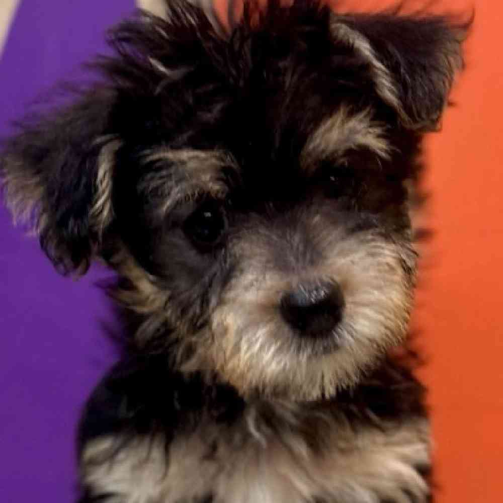 Female Morkie Puppy for Sale in Rogers, AR