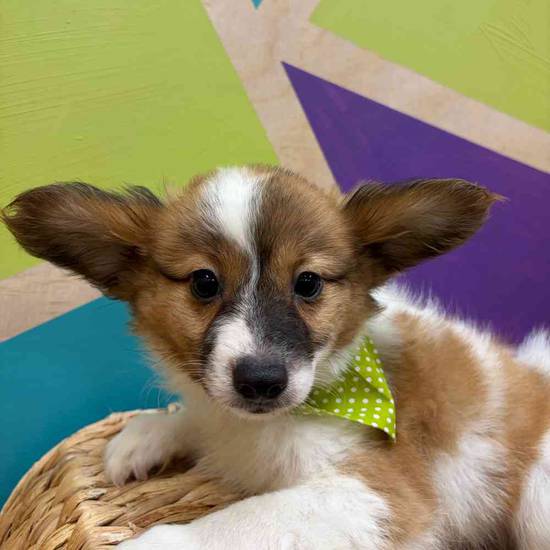 Butters