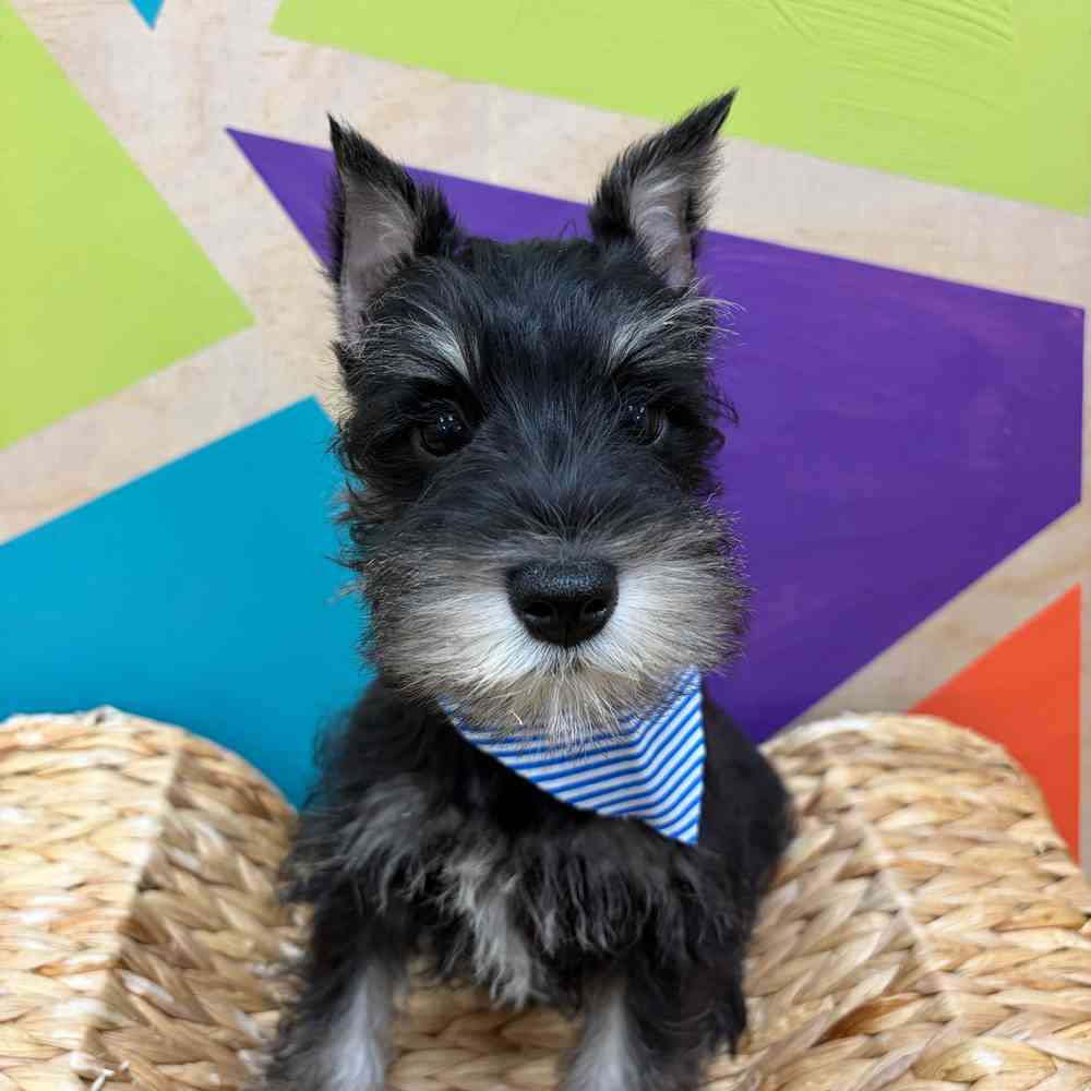 carousel pet images