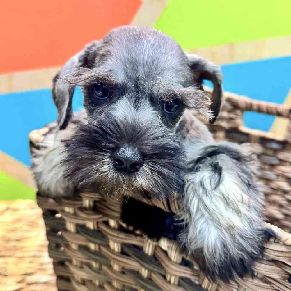 Female Mini Schnauzer Puppy for Sale in Rogers, AR
