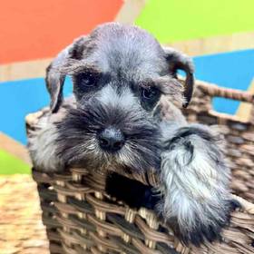 Mini Schnauzer