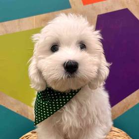 Maltese