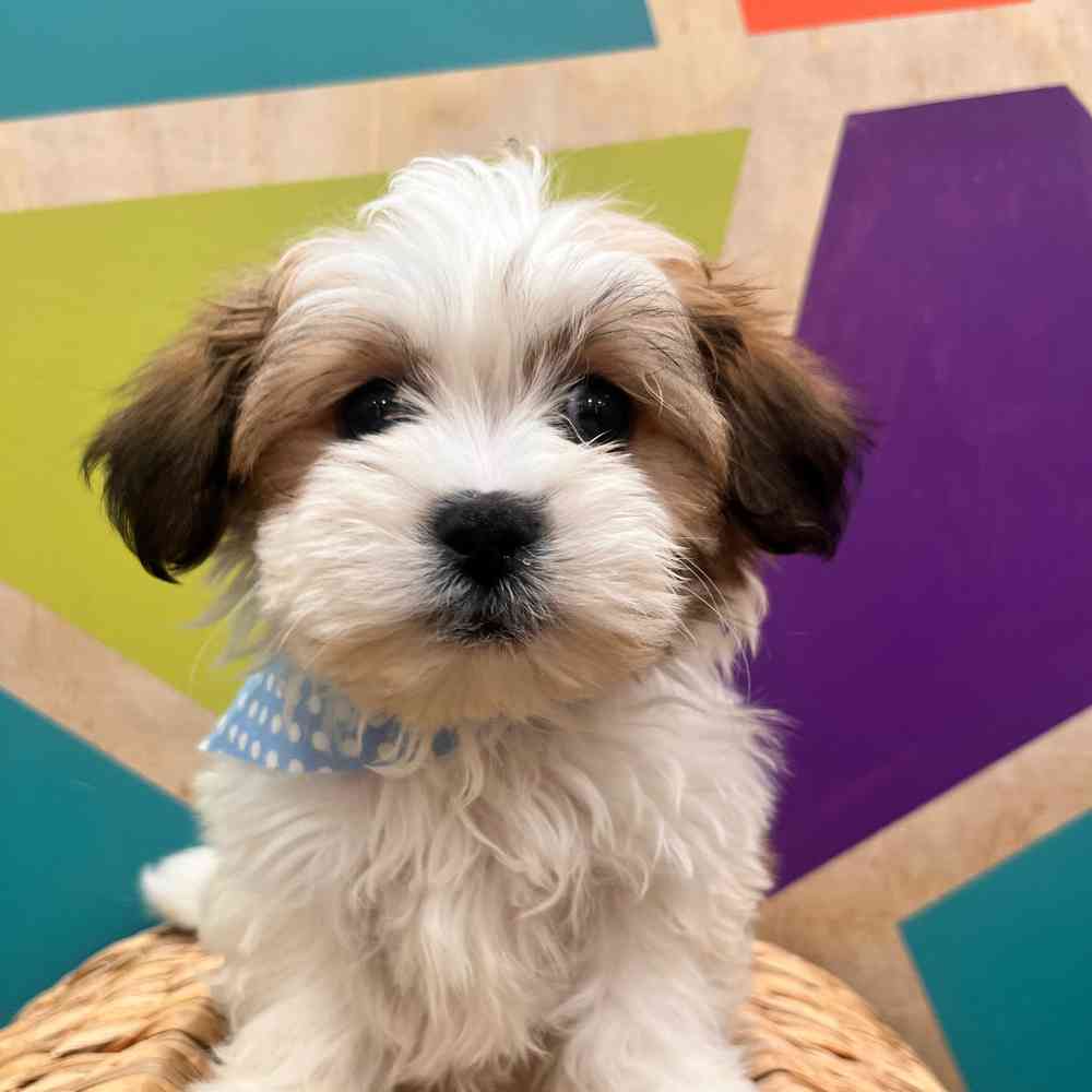 Image of a pet breed in the gallery