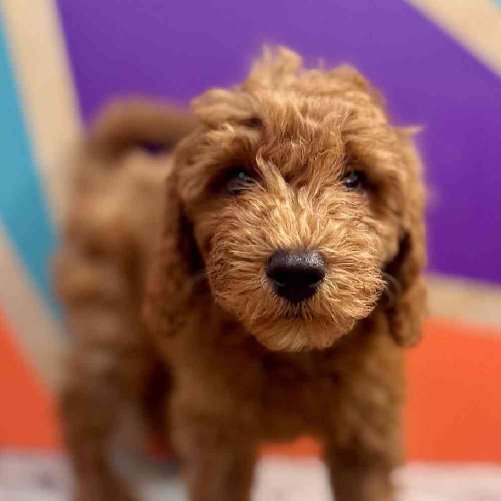 carousel pet images