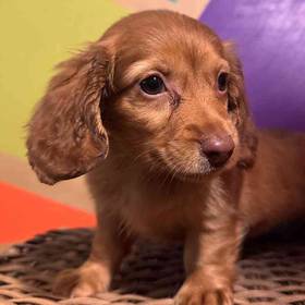 Mini Dachshund