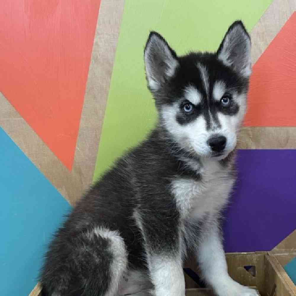 carousel pet images