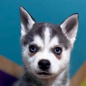 Alaskan Klee Kai