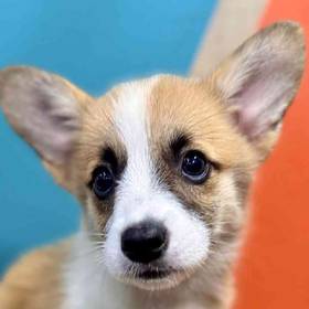Pembroke Welsh Corgi