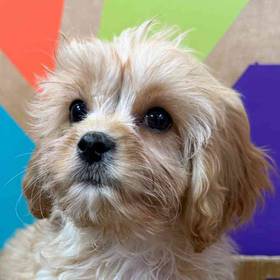 Cavachon