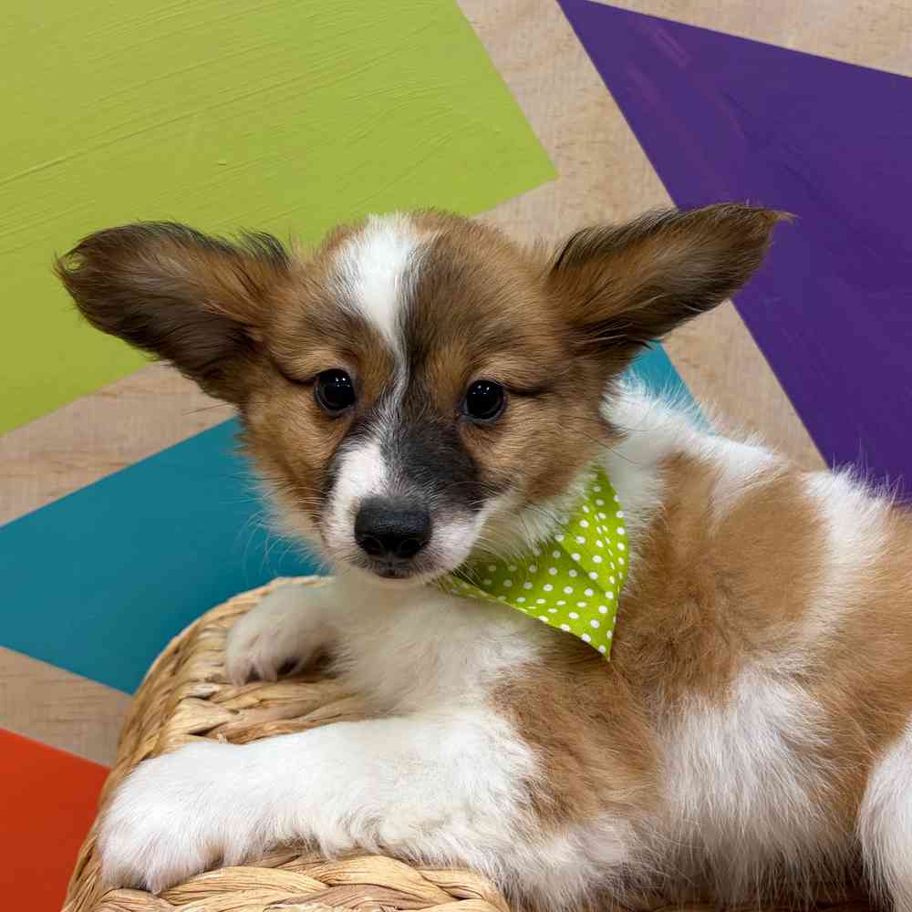 carousel pet images